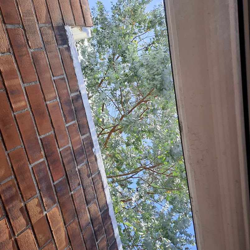 Eucalipto del vecino